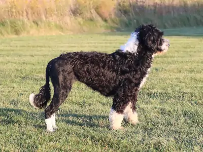 Purebred Portuguese Water Dogs available in Hermosa Beach California