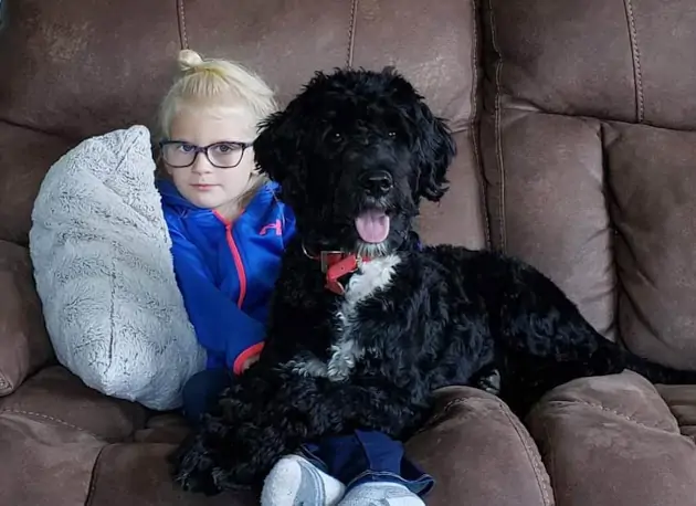 Family Raised Portuguese Water Dog Puppies in San Ramon California