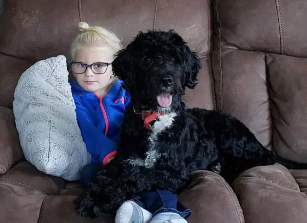 Family Raised Portuguese Water Dog Puppies in Bethel Connecticut