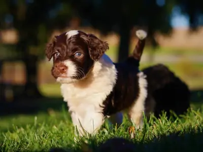 Best Van Buren Michigan Registered Portuguese Water dogs for sale