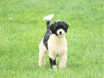 Baldwin Registered AKC Portuguese Water Dog Puppy near Allegheny County Pennsylvania