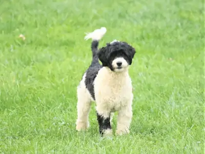 Richmond Registered AKC Portuguese Water Dog Puppy near Richmond city Virginia