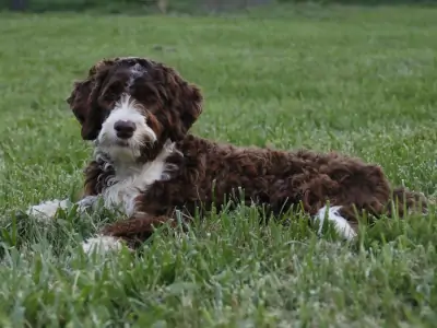 Top Virginia Portuguese Water Dog Breeder for the Richmond Area