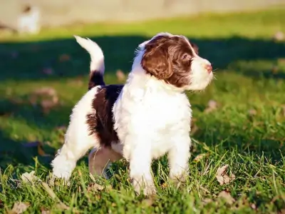 Beautiful Adult male Portuguese water dog from Kansas