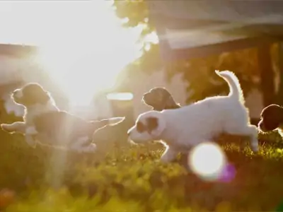 Portuguese Water Dog Puppy litter near Kansas