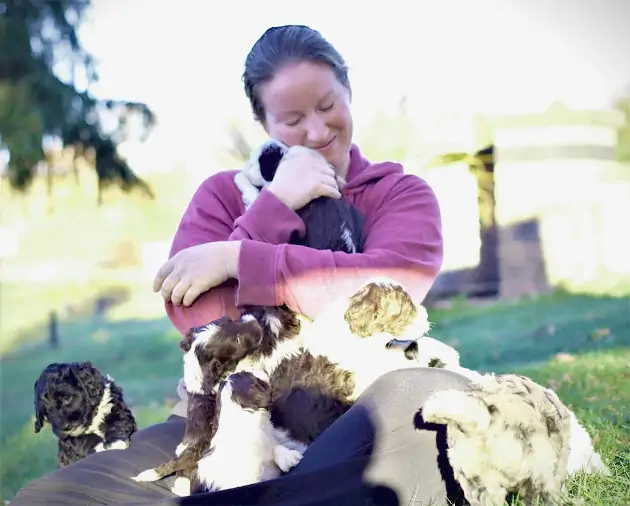 Wisconsin Portuguese Water Dog Puppies For Sale