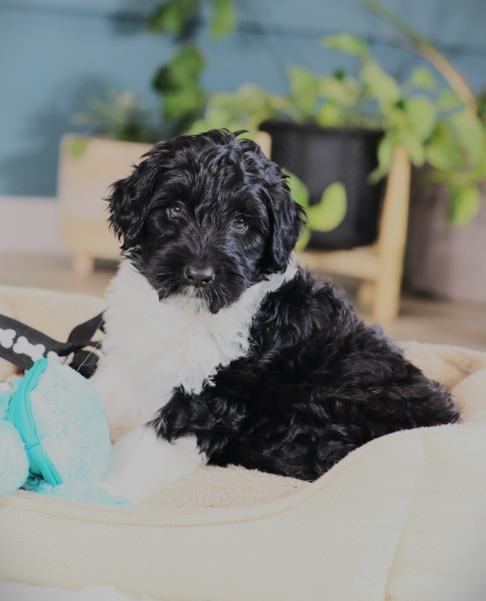 Available Portuguese Water Dog Puppies For Sale!