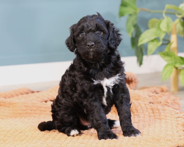 Fiona AKC - Image 2
