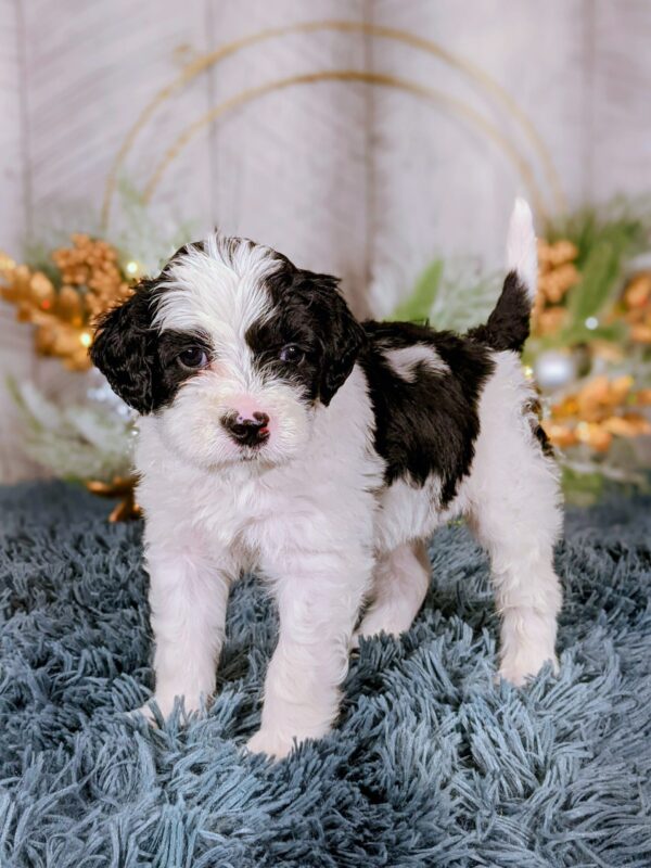 Rainie & Chip's Fall 2024 Litter - Image 5