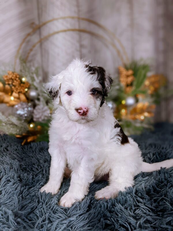 Summer AKC - Image 2