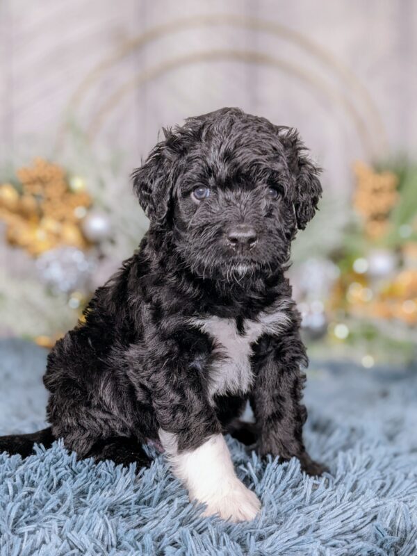 Wheeler AKC
