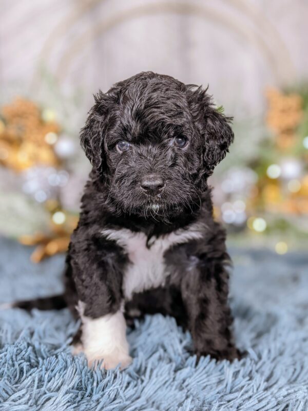 Wheeler AKC - Image 5