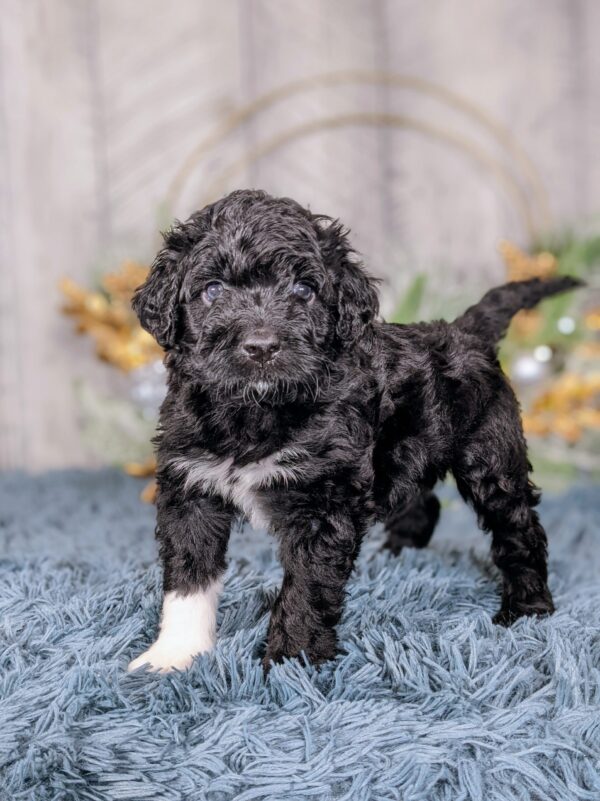 Wheeler AKC - Image 4
