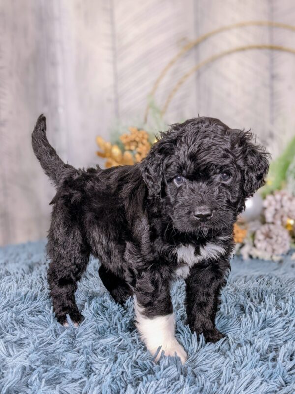 Wheeler AKC - Image 3