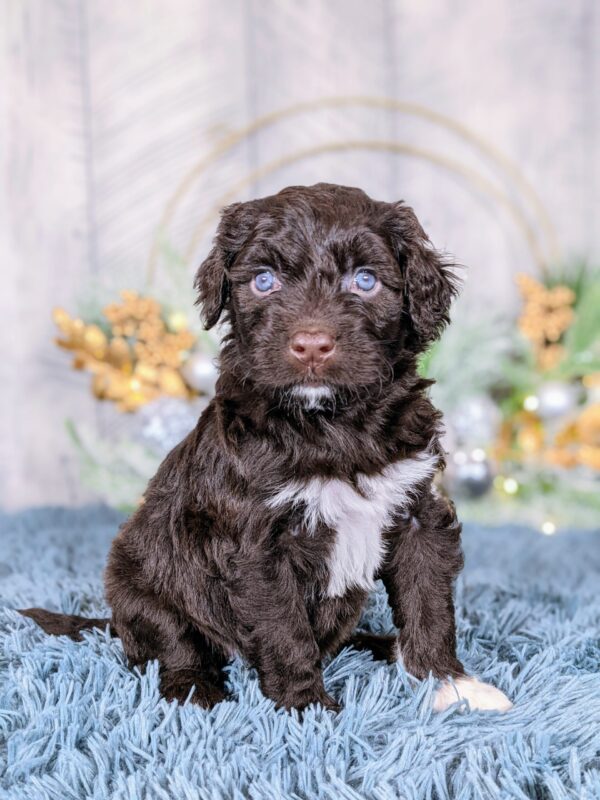 Ava AKC - Image 3