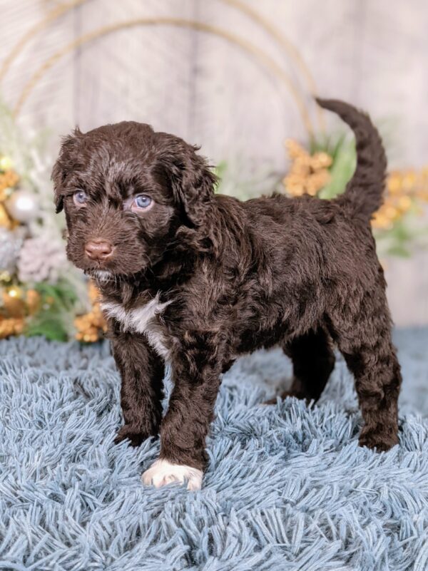 Ava AKC - Image 4