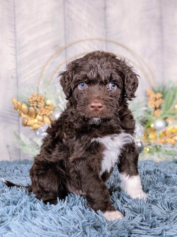 Dutton AKC - Image 4
