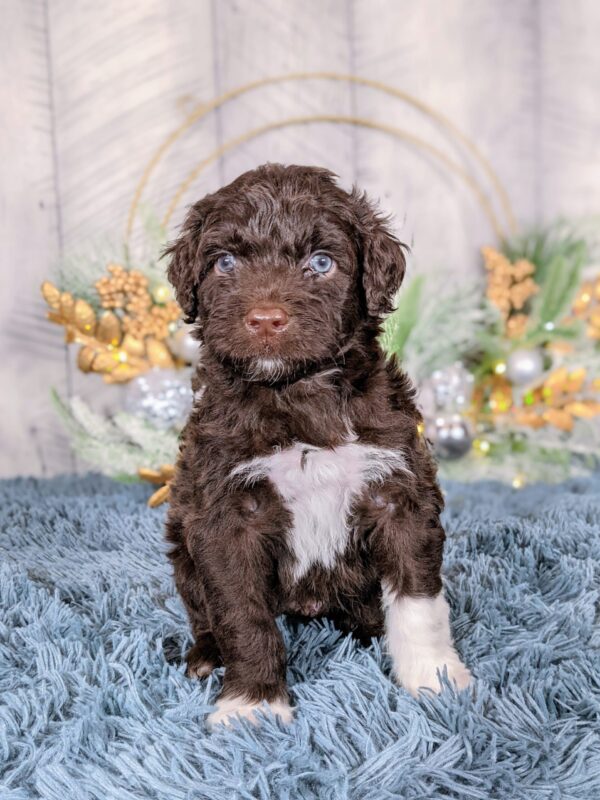 Dutton AKC - Image 2