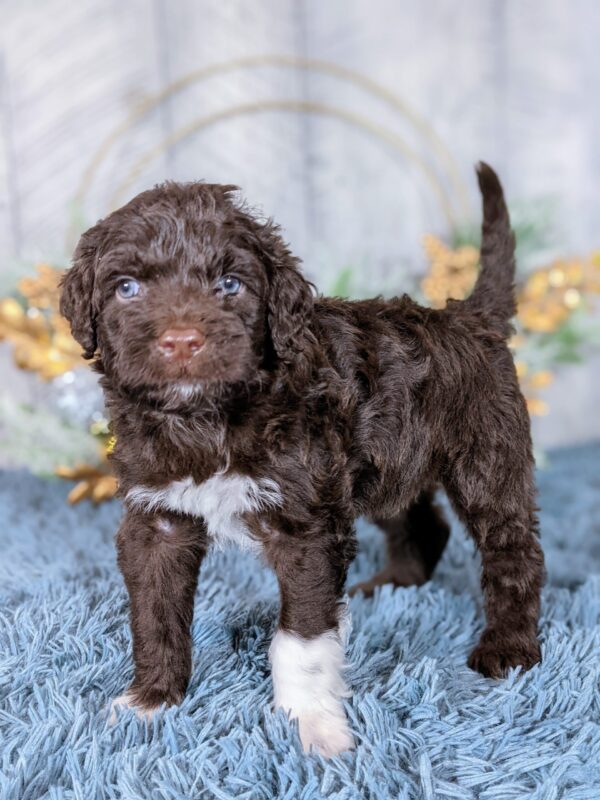 Dutton AKC - Image 3