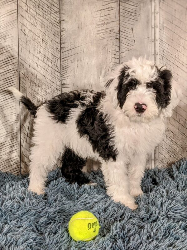 Tate AKC - Image 3