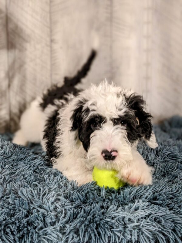 Tate AKC - Image 4