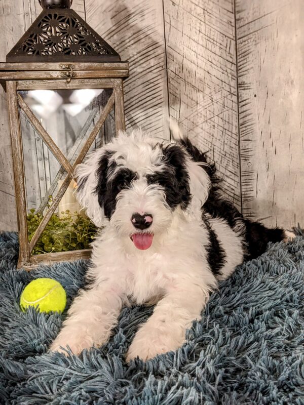 Tate AKC - Image 5