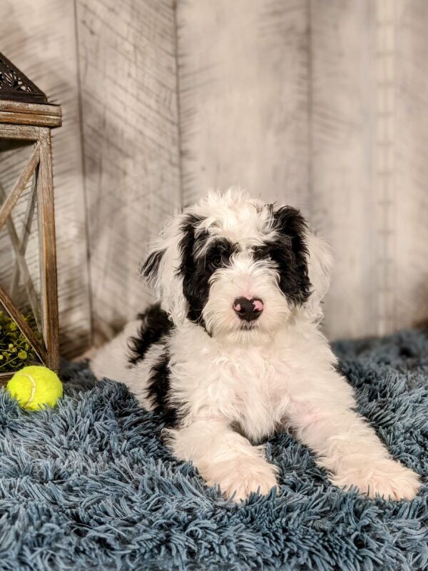 Tate AKC - Image 6