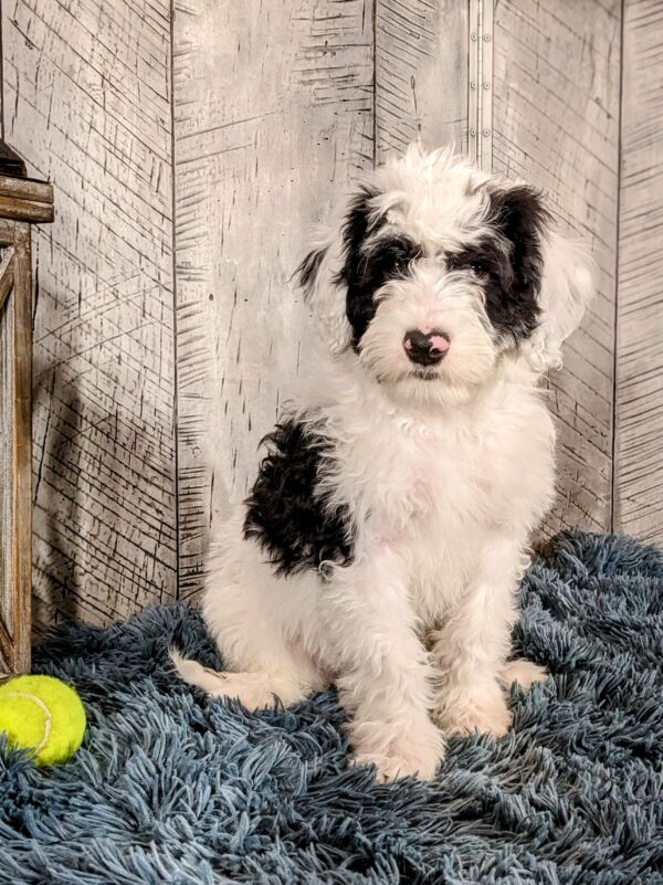 Tate AKC - Image 7