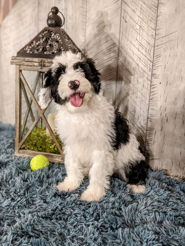 Tate AKC - Image 8