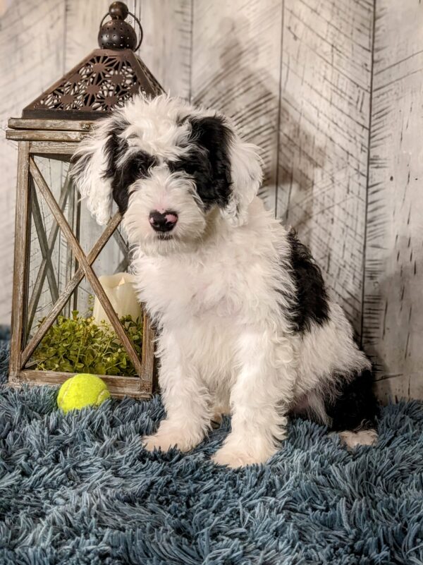 Tate AKC - Image 2