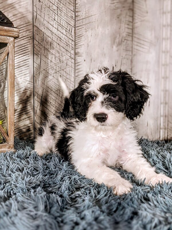 Kayce AKC