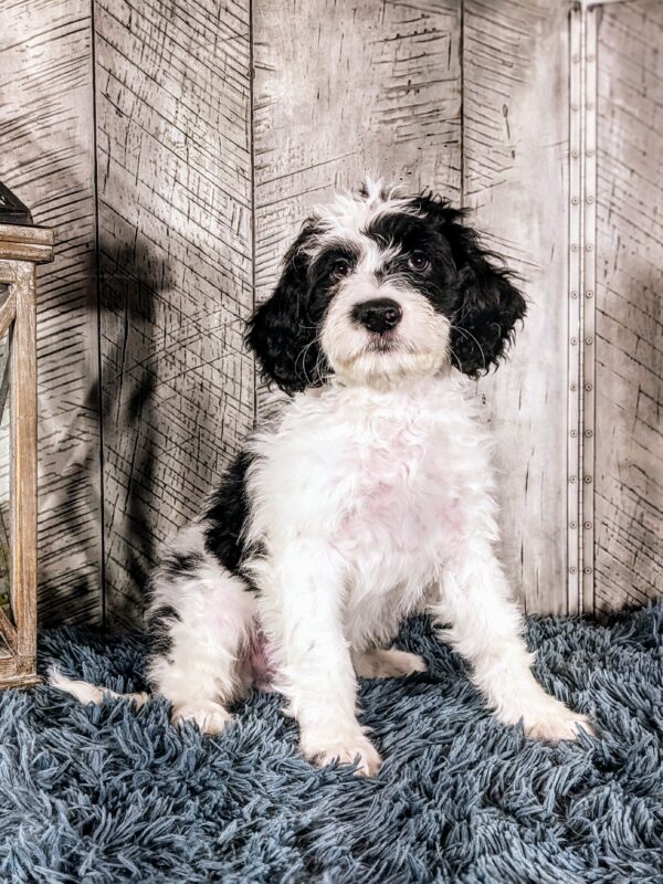 Kayce AKC - Image 2
