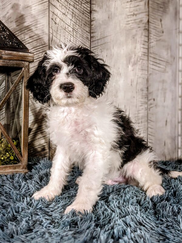 Kayce AKC - Image 3