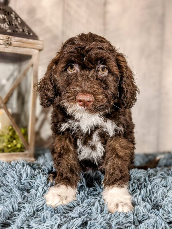 Lady AKC - Image 2