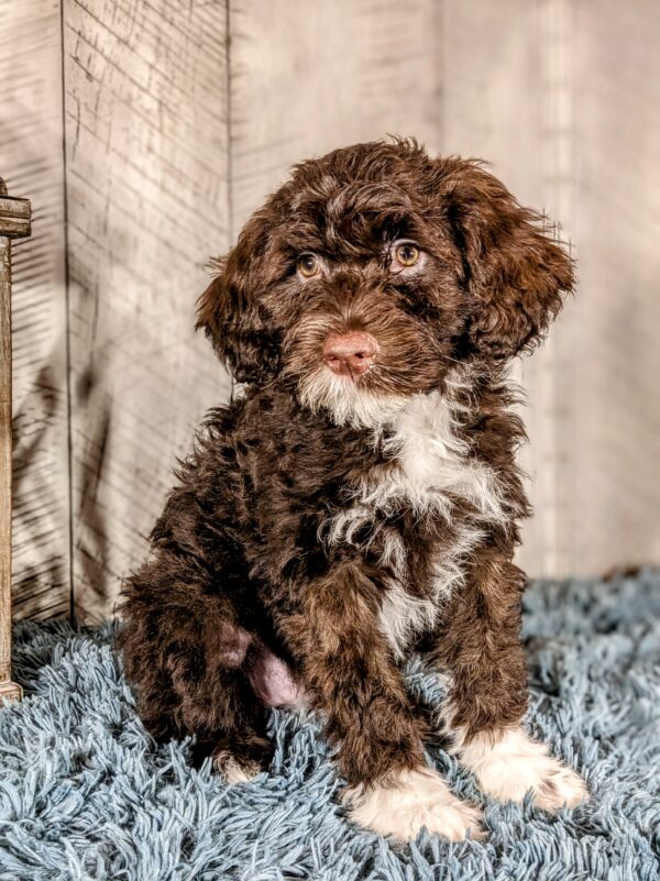 Lady AKC