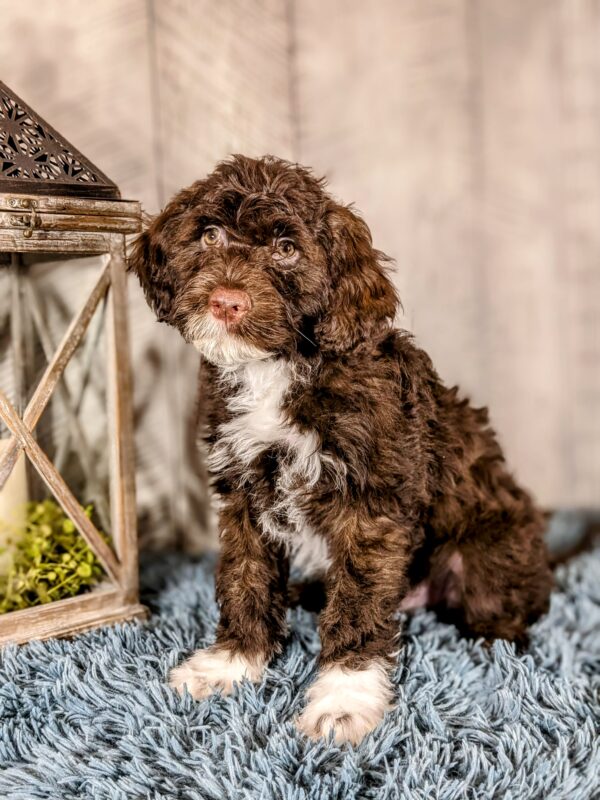 Lady AKC - Image 3