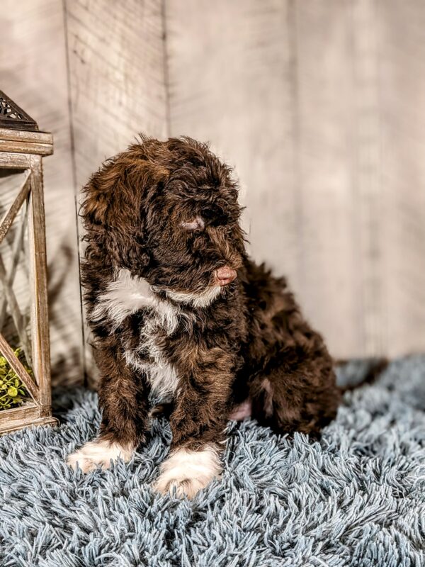 Lady AKC - Image 4