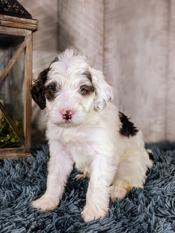 Ben AKC - Image 5