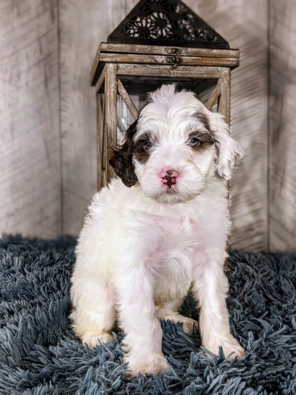 Ben AKC - Image 2
