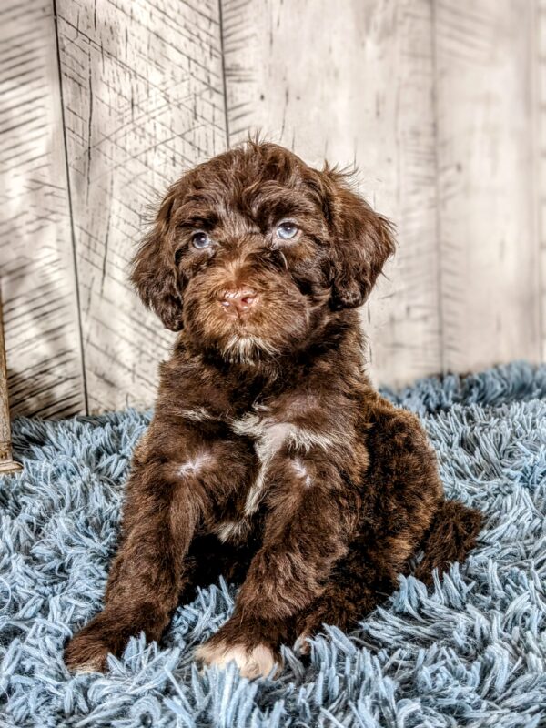 Gunther AKC  (Special Needs) - Image 5