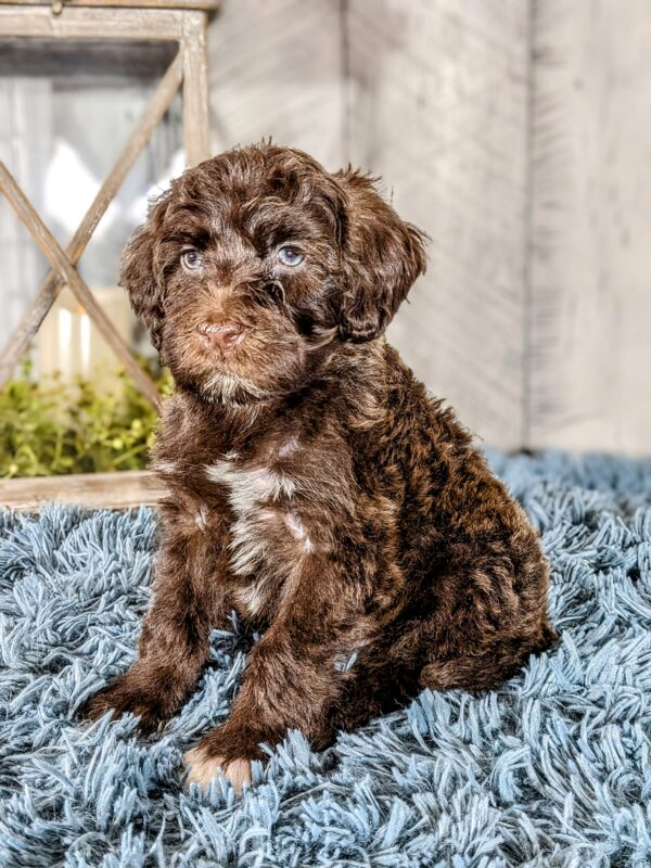 Gunther AKC  (Special Needs) - Image 2