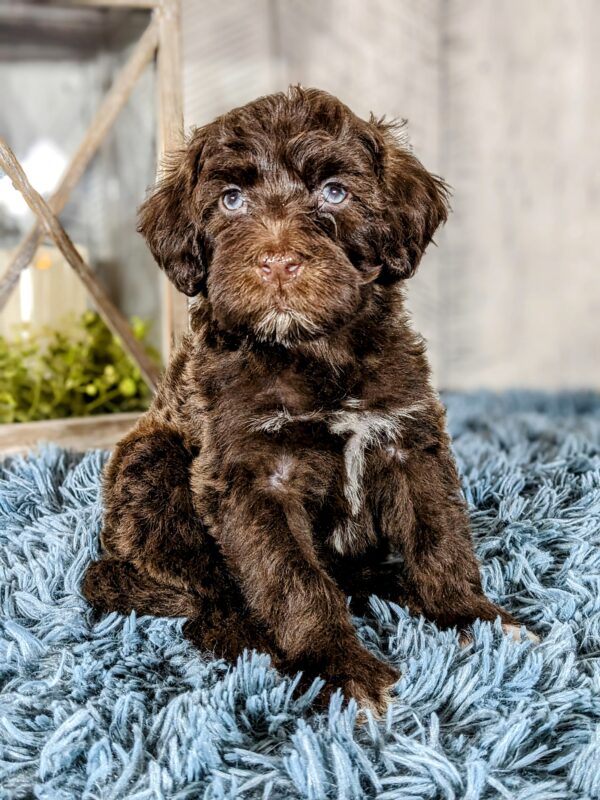 Gunther AKC  (Special Needs)