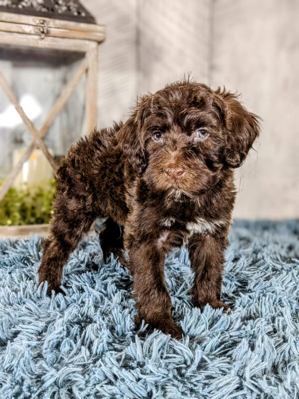 Gunther AKC  (Special Needs) - Image 3