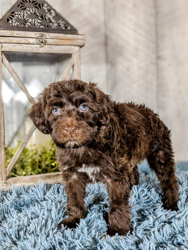 Gunther AKC  (Special Needs) - Image 4