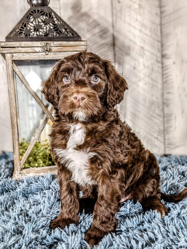 Joey AKC - Image 2