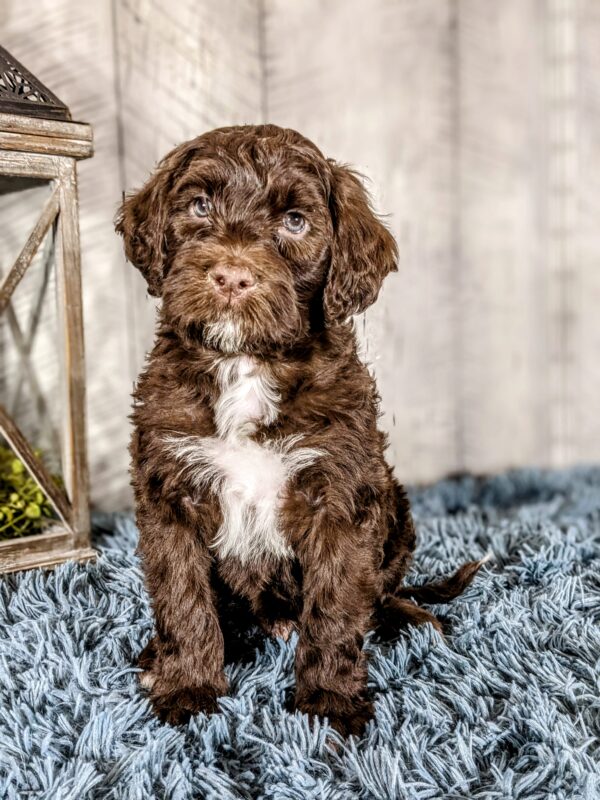 Joey AKC - Image 3