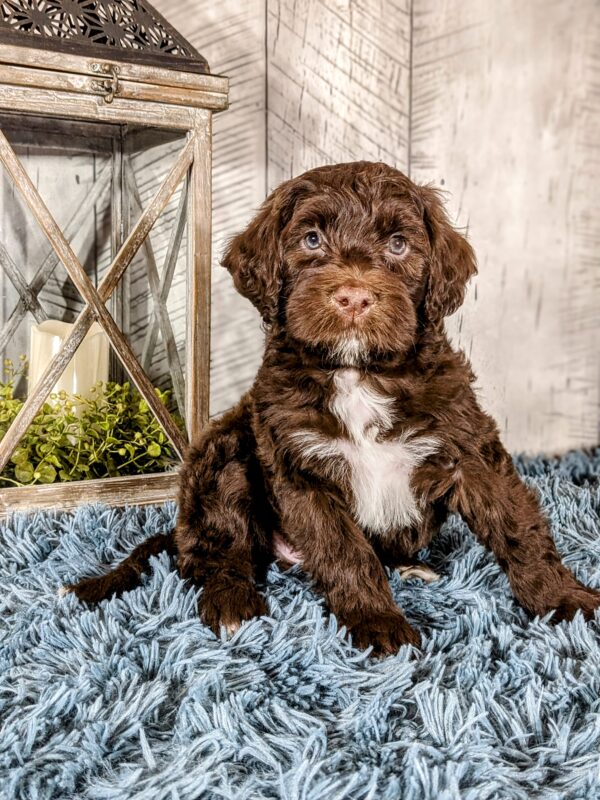 Rainie & Chip's Fall 2024 Litter - Image 4