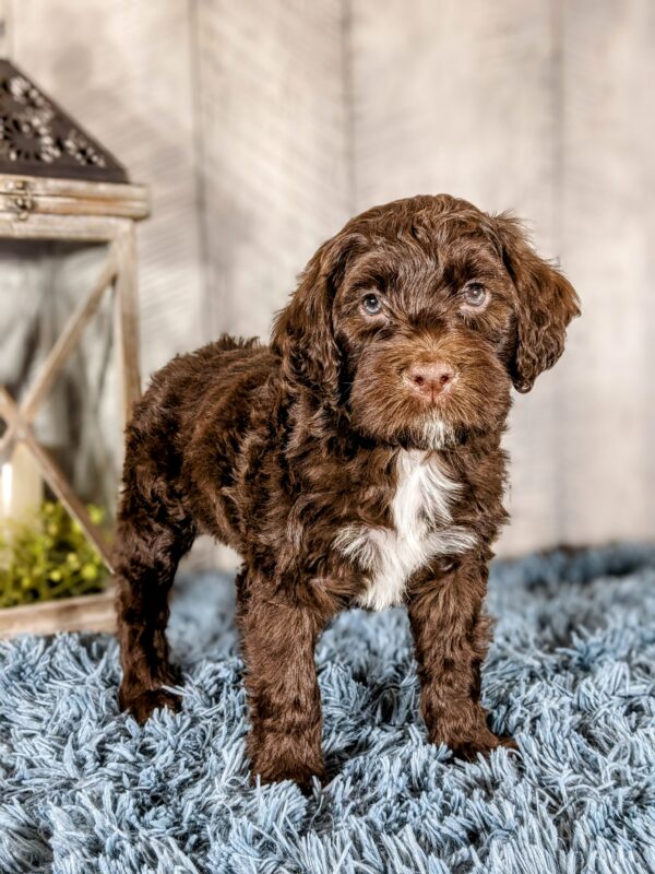 Joey AKC - Image 5