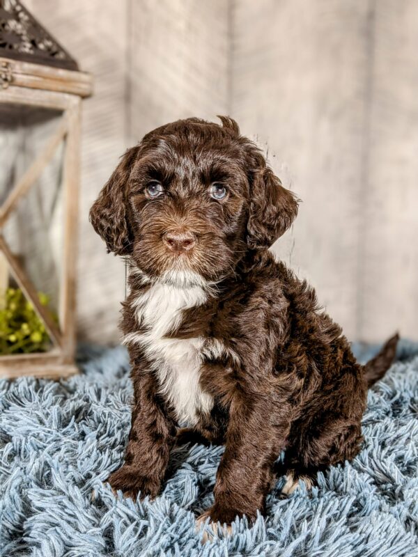 Phoebe AKC - Image 4