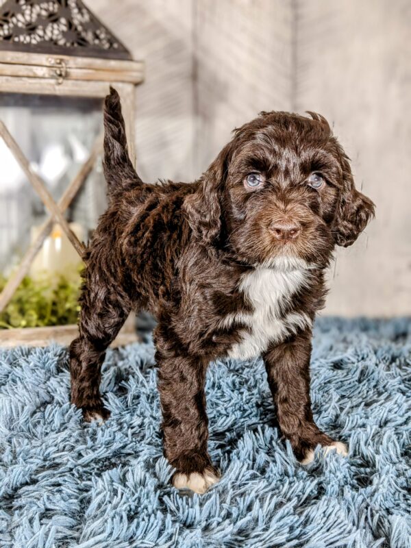 Phoebe AKC - Image 5